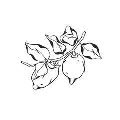Hand drawn abstract vector graphic illustration collection with stylized lemon branch fruit in cartoon drawing style.Trendy modern juicy fruit design concept.Vector line fruit symbol icon.