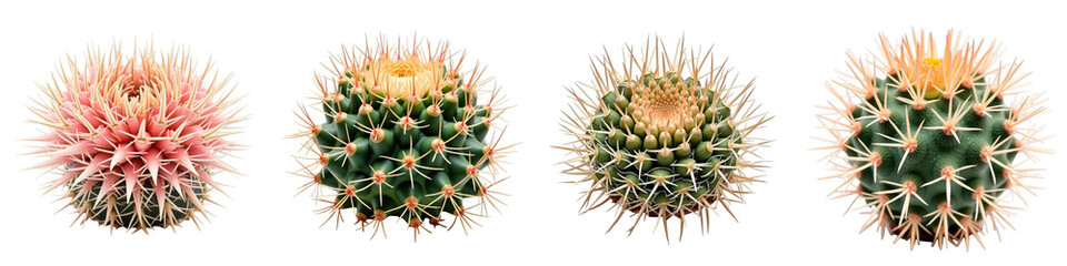 Gymnocalycium mihanovichii variegata cacti with varying colors and spines isolated on a transparent background for botanical illustration or educational use