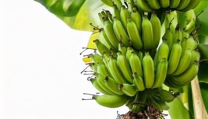 Banana on a tree. using macro technique. white background. copy space