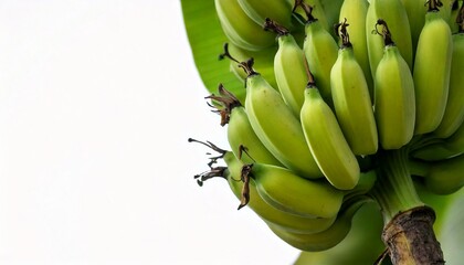 Banana on a tree. using macro technique. white background. copy space