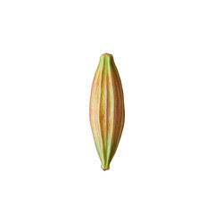 Close-up of a Single, Ripe Caraway Seed Pod Against a Black Background