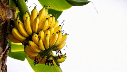 Banana on a tree. using macro technique. white background. copy space