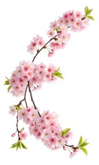 Fototapeta premium Beautiful pink cherry blossom branch isolated on white background