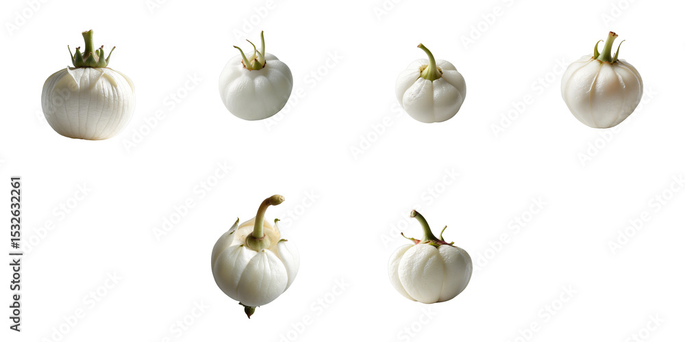 Poster collection of white rosehips displaying various stages of development isolated on a transparent back