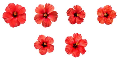 six red hibiscus flowers displayed on a transparent background showcasing various angles and perspectives of each flower with bright petals and detailed center structures