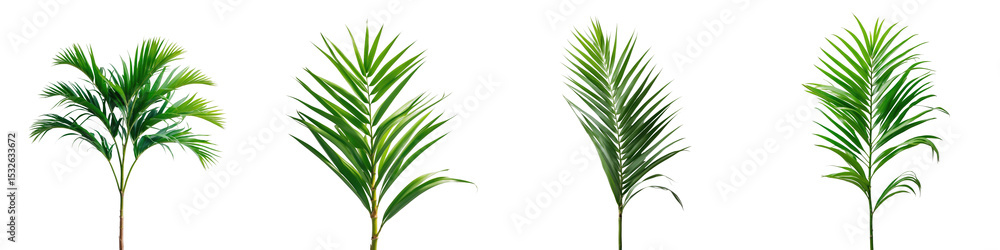 Poster isolated vibrant green palm tree leaves arranged in various orientations on a transparent background