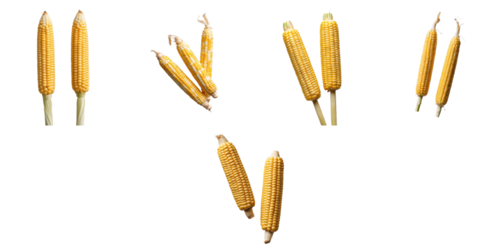 assorted sweet corn cobs displayed on transparent background with varied orientations highlighting their vibrant yellow kernels and natural texture