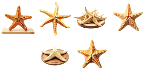 Collection of dry starfish in various positions displayed on wooden surfaces against a transparent background showcasing distinct textures and colors.
