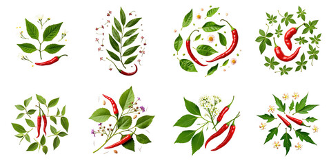 Herbal leaves and red chili peppers in circular patterns on a transparent background featuring a flat lay design with various spices and floral elements isolated for a detailed vegetable collection.