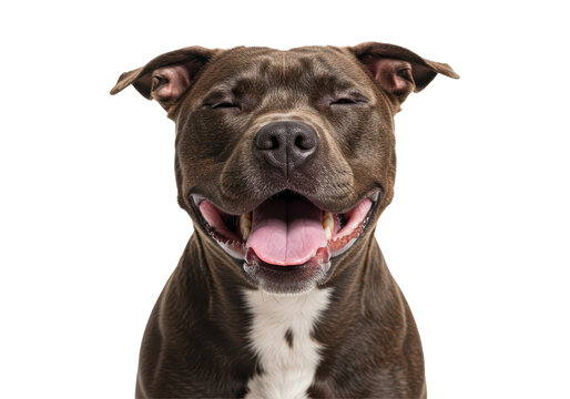Isolated Smiling Pitbull Dog with Eyes Closed