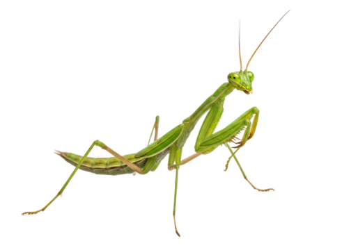 Isolated Green Praying Mantis Standing Profile View