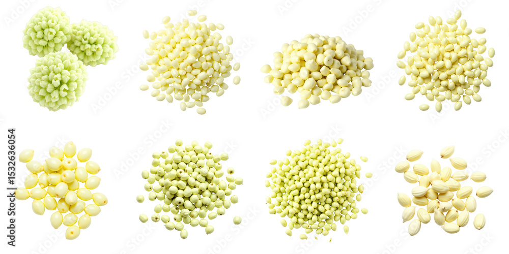 Poster various forms of italian fennel seeds arranged in multiple piles and clusters on a transparent backg
