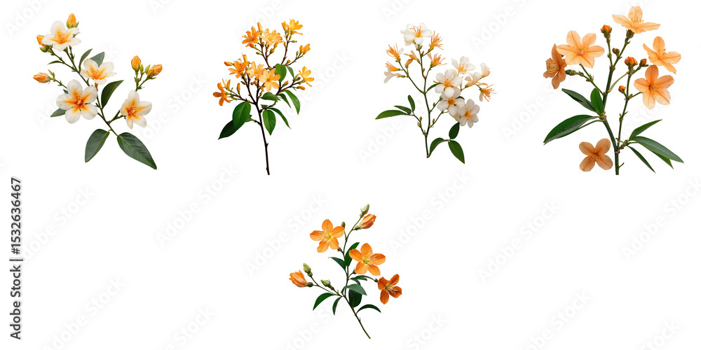 Poster collection of orange jasmine flowers in various arrangements isolated on a transparent background sh