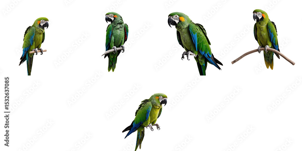 Poster multiple green parrots isolated on transparent background showcasing various poses on branches and p