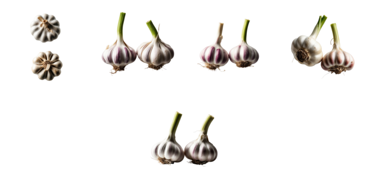 various fresh garlic heads of different sizes and colors arranged against a transparent background isolated showing texture detail and natural features