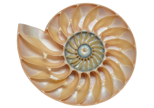 Isolated Pearly Nautilus Shell Section with Intricate Chambers