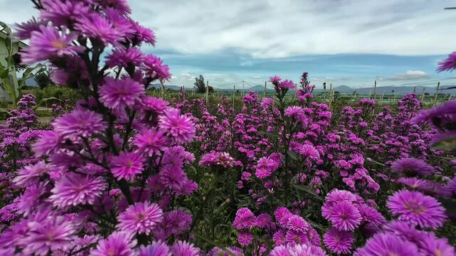 Vibrant purple aster flowers blooming under sunlight in a countryside flower garden