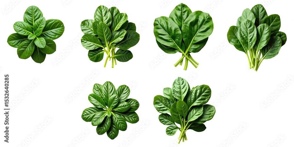 Aufkleber fresh green spinach leaves arranged on a transparent background in various orientations and clusters