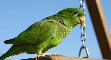 green winged macaw