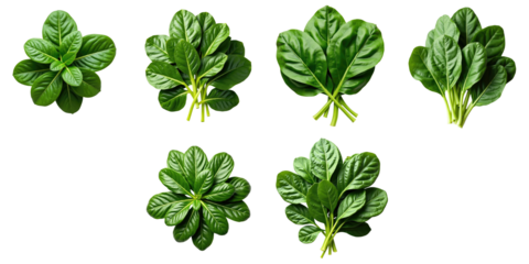 Fresh green spinach leaves arranged on a transparent background in various orientations and clusters showcasing their organic texture and color isolation
