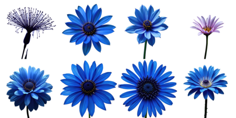 Collection of blue dahlias and a single pink flower isolated on a transparent background displaying various angles and details of each bloom for floral design purposes