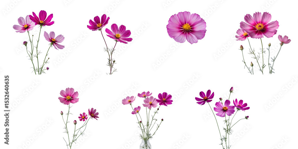 Aufkleber collection of fuchsia colored cosmos flowers on transparent background with various arrangements and