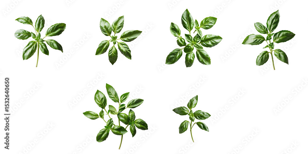 Poster various fresh sweet basil leaves isolated on transparent background arranged in different positions 