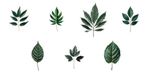 variety of isolated green leaves arranged symmetrically on a dark background showcasing different shapes and textures of foliage suitable for graphic design or botanical illustrations