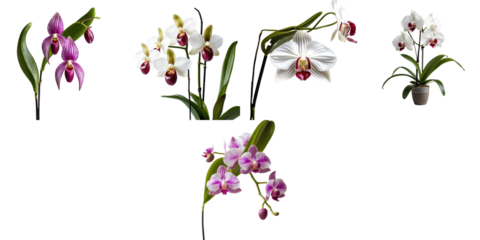 Collection of various Paphiopedilum and Phalaenopsis orchids featuring vibrant colors and unique flower shapes isolated on a transparent background.