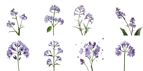 Lilac bellflower campanula flowers in various arrangements isolated on a transparent background showcasing their delicate petals and green leaves in multiple angles and perspectives.