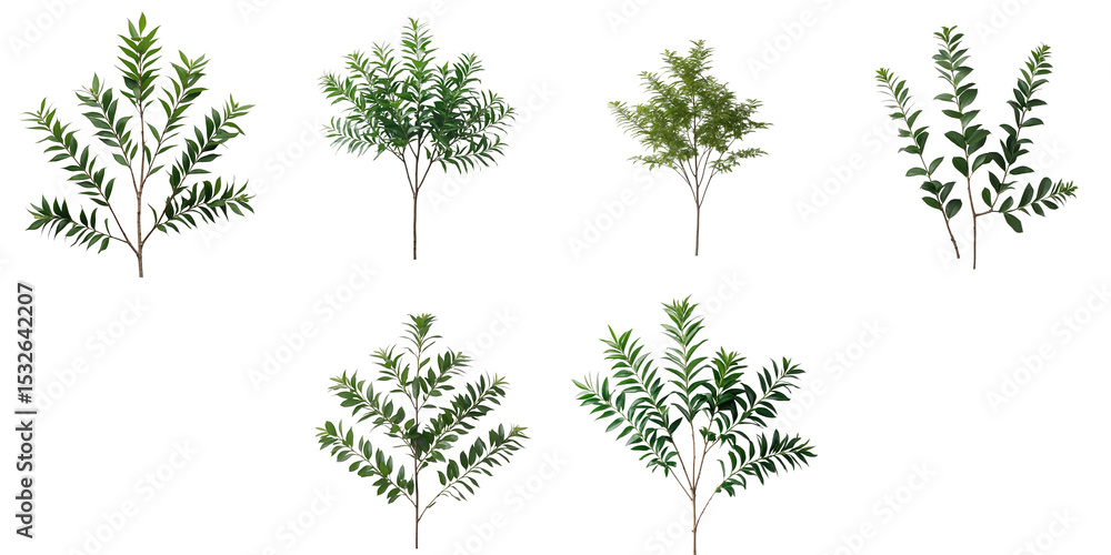 Poster six different varieties of linden tree foliage presented on a solid transparent background each isol