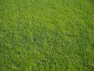 手入れされた芝生