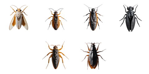 Various species of insects displayed in a grid arrangement with distinct shapes and colors, isolated on a transparent background for detailed examination and identification purposes.
