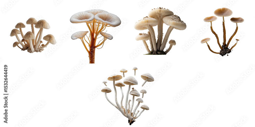 Poster macro view of various types of mycelium fungi including fusarium euwallaceae isolated on a transpare
