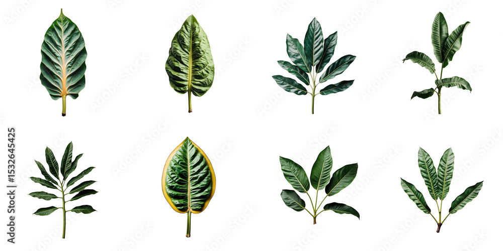 Poster collection of various tropical leaves arranged in a grid format with a transparent background highli