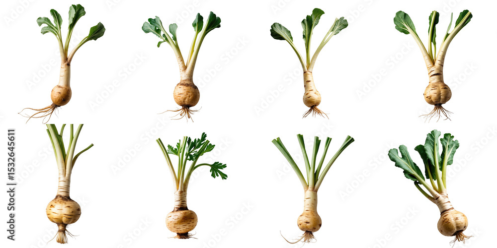 Poster Various parsnip roots displayed on a transparent background showcasing different shapes, sizes, and foliage configurations emphasizing their agricultural characteristics.
