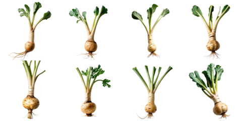 Various parsnip roots displayed on a transparent background showcasing different shapes, sizes, and foliage configurations emphasizing their agricultural characteristics.