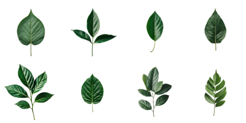 variety of green leaves isolated on transparent background including different shapes and textures arranged in an aesthetically pleasing layout