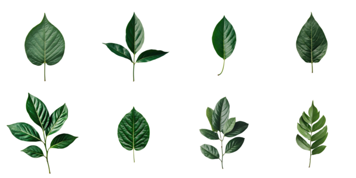 variety of green leaves isolated on transparent background including different shapes and textures arranged in an aesthetically pleasing layout