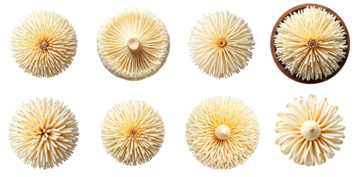 Variety of fresh organic golden needle mushrooms displayed from multiple angles on a transparent background showcasing their unique shapes and textures