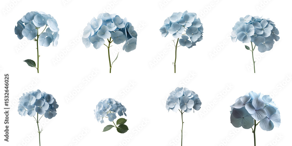 Poster blue hydrangea flowers hydrangea macrophylla arranged in multiple views isolated on transparent back