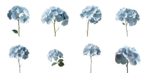 Blue hydrangea flowers Hydrangea macrophylla arranged in multiple views isolated on transparent background with detailed clipping path showcasing distinct petal structures and leaves