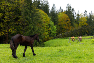 Naklejka premium Serene Pastoral Scene Featuring Horses Grazing in Lush Green Field Surrounded by Vibrant Autumn Foliage Under Gloomy Skies in Picturesque Rural Setting