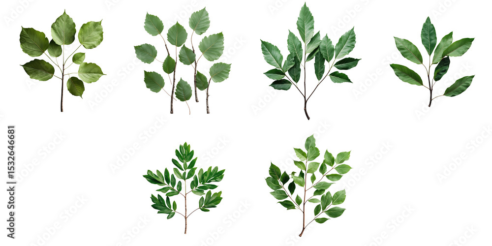 Poster various green beech leaves arranged in clusters isolated on transparent background with backlighting
