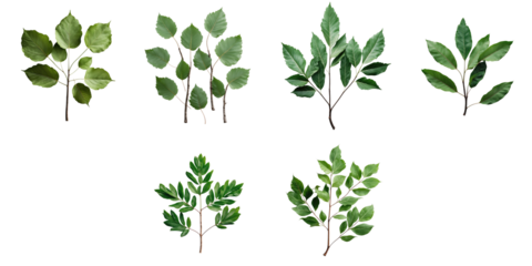 various green beech leaves arranged in clusters isolated on transparent background with backlighting illuminating their detailed textures and shapes