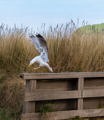 Seemöwe in den Dünen am Strand, Binz, Rügen, Deutschland