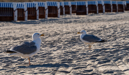 Am Strand von Göhren, Rügen, Mecklenburg-Vorpommern, Deutschland