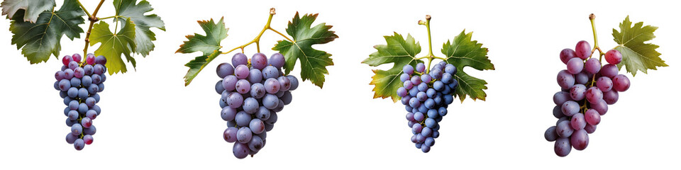 Fototapeta premium Bunches of ripe grapes with varying colors and sizes, detailed closeup on a transparent background, showcasing clusters with green leaves, isolated for clear visibility