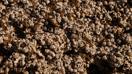 A selective focus of Barnacles on the rock.