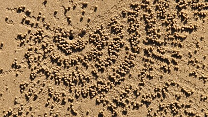 Close up shot of crab traces on a sand.